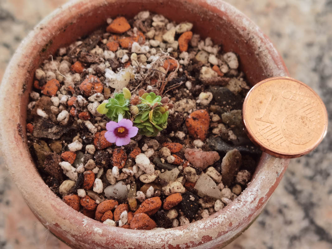 Dionysia afganica